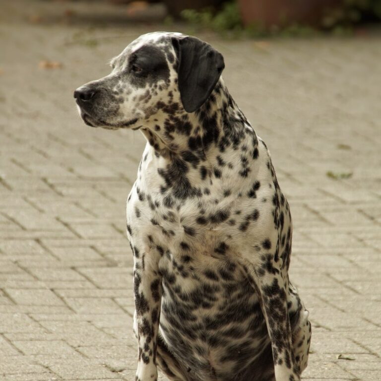 black white dog