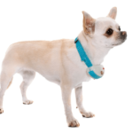 Dog Wearing A Shock Collar 2