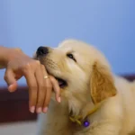 How To Stop Puppy 1024x683 1